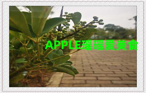 APPLE瑶瑶爱美食